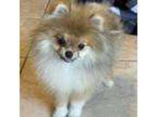 Pomeranian Puppy for sale in Hemingway, SC, USA