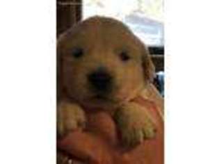 Mutt Puppy for sale in Stow, OH, USA