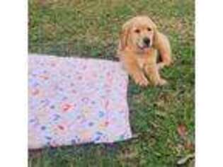Golden Retriever Puppy for sale in Pace, FL, USA