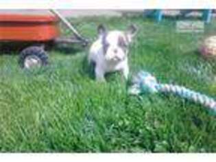 French Bulldog Puppy for sale in Mansfield, OH, USA