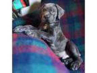Cane Corso Puppy for sale in Pittsburg, CA, USA