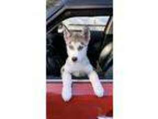 Siberian Husky Puppy for sale in Marathon, FL, USA