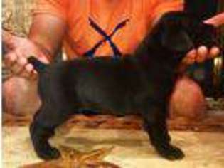 Cane Corso Puppy for sale in La Pryor, TX, USA