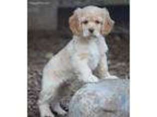 Cocker Spaniel Puppy for sale in Allenwood, PA, USA