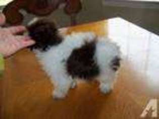 Havanese Puppy for sale in APPLE VALLEY, CA, USA