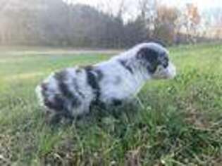 Australian Shepherd Puppy for sale in Falmouth, KY, USA