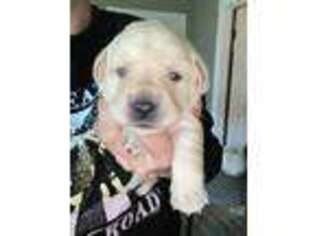 Labrador Retriever Puppy for sale in Lynden, WA, USA