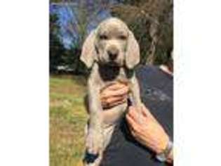 Weimaraner Puppy for sale in North Augusta, SC, USA