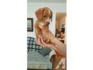 Dachshund Puppy for sale in OGDEN, UT, USA