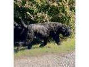 Black Russian Terrier Puppy for sale in Memphis, TN, USA