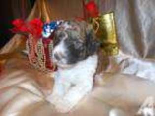 Mutt Puppy for sale in ALMA, NY, USA