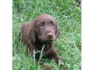 Labrador Retriever Puppy for sale in Rixeyville, VA, USA