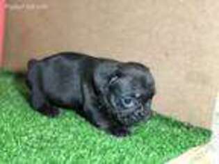 French Bulldog Puppy for sale in Uniondale, NY, USA