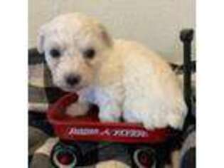 Bichon Frise Puppy for sale in Beulah, CO, USA