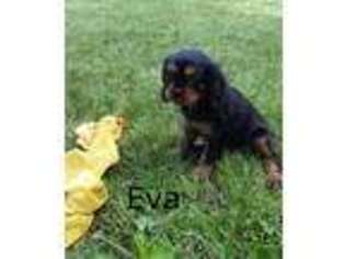 Cavalier King Charles Spaniel Puppy for sale in Hudson, SD, USA