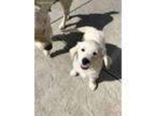 Mutt Puppy for sale in Antelope, CA, USA