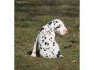 Great Dane Puppy for sale in Bristol, IN, USA