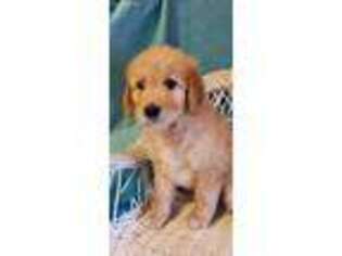 Goldendoodle Puppy for sale in Hartford, AL, USA