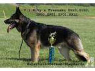 German Shepherd Dog Puppy for sale in SAINT LOUIS, MO, USA