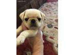 Pug Puppy for sale in Syracuse, NY, USA