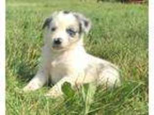 Border Collie Puppy for sale in Manton, MI, USA