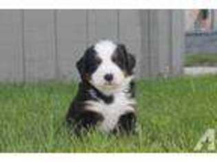 Bernese Mountain Dog Puppy for sale in CASTILE, NY, USA