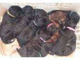 Labradoodle Puppy for sale in Greenville, IN, USA