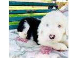 Old English Sheepdog Puppy for sale in Davenport, IA, USA