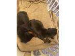 Doberman Pinscher Puppy for sale in Blue Ridge, GA, USA