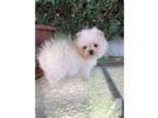 Pomeranian Puppy for sale in STOCKTON, CA, USA