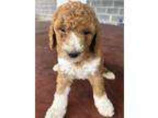 Goldendoodle Puppy for sale in Harrogate, TN, USA