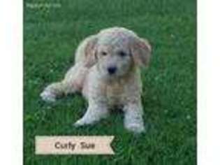 Goldendoodle Puppy for sale in Granger, WA, USA