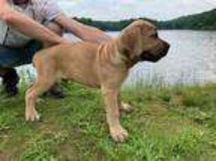 Cane Corso Puppy for sale in Harpers Ferry, WV, USA