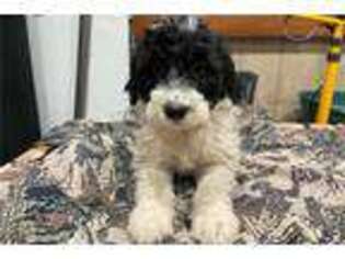 Portuguese Water Dog Puppy for sale in Dayton, OH, USA