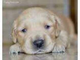 Golden Retriever Puppy for sale in Anderson, MO, USA