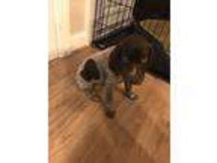 German Shorthaired Pointer Puppy for sale in Norfolk, VA, USA