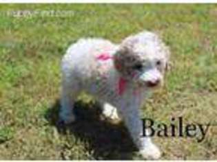 Goldendoodle Puppy for sale in Marshall, AR, USA