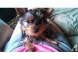 Yorkshire Terrier Puppy for sale in LAFAYETTE, TN, USA