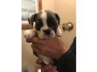 Bulldog Puppy for sale in Goodland, MN, USA
