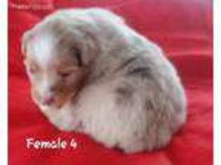 Miniature Australian Shepherd Puppy for sale in Mccall, ID, USA
