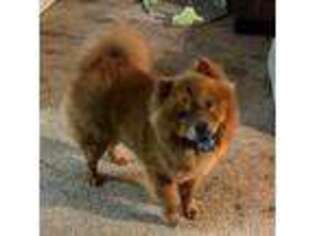 Chow Chow Puppy for sale in Coos Bay, OR, USA