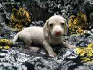 Dachshund Puppy for sale in Ararat, NC, USA