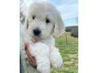 Goldendoodle Puppy for sale in White House, TN, USA