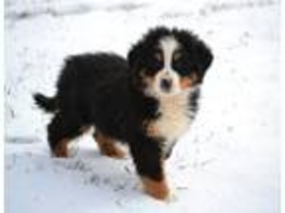 Bernese Mountain Dog Puppy for sale in Melvern, KS, USA