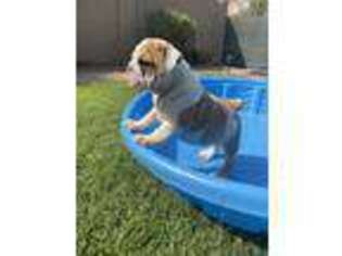 Bulldog Puppy for sale in Tempe, AZ, USA