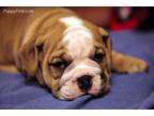 Bulldog Puppy for sale in Tucson, AZ, USA