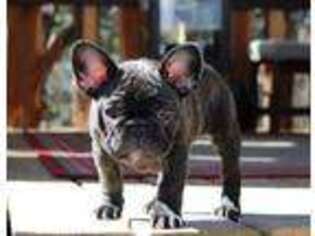French Bulldog Puppy for sale in Gatesville, TX, USA