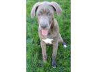 Cane Corso Puppy for sale in Lovington, IL, USA