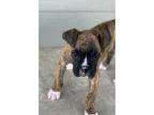 Boxer Puppy for sale in Herington, KS, USA