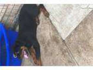 Rottweiler Puppy for sale in Brownsville, TX, USA